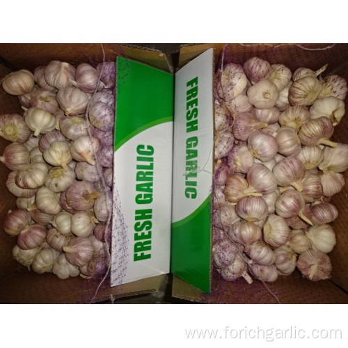 Size 5.0cm Fresh Normal White Garlic